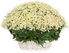 Цветочная композиция из Ромашки в корзине #REPLACE_PRED# Шексне