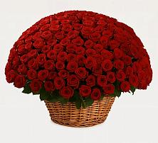 251 Премиум красная роза в Шексне Премиум букет из: Розы в Шексне